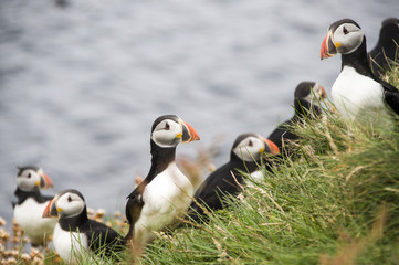 Puffin en un día cualquiera © ivanrdc