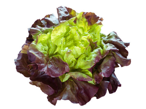 Purple green lettuce salad head