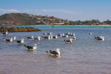 Seagull on the beach. Gaivota