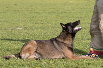 berger belge malinois en ring