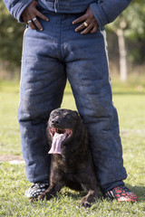 berger hollandais en ring