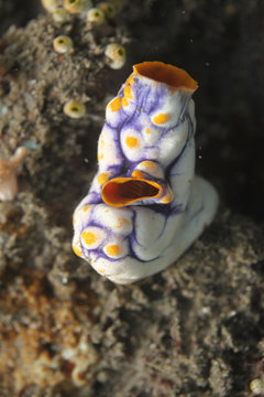 underwater world - white,  violet and yellow turnicate