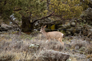 Mule Deer on Rocky Private Property