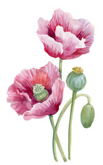Watercolor blooming poppy flowers illustration