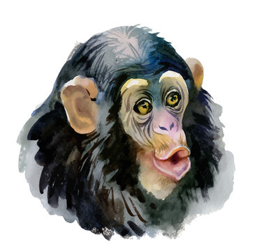 Monkey oriental animal ink painting illustration