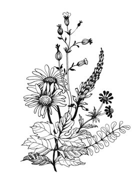 Vintage monochrome wildflowers, watercolor illustration on white background