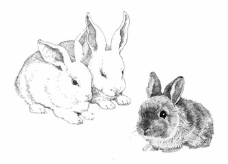 Sketched cute rabbits illustration.