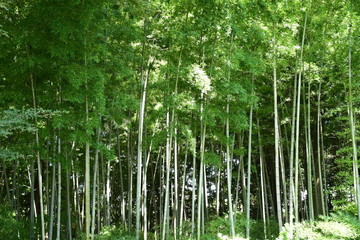 Bamboo grove, bamboo forest natural green background