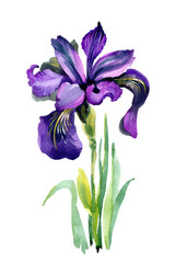 Watercolor garden Iris flowers isolated on white background.