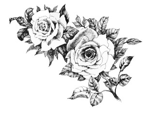 Hand drawn garden rose flower isolated on white background.