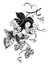 Hand drawn black and white illustration of grape branch with bunch of grapes and leaves. Wine label design element.