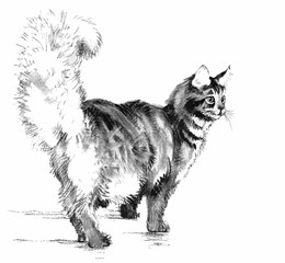 Cat portrait. Hand drawn illustration