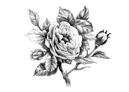 Hand drawn garden rose flower isolated on white background.