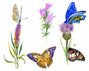 watercolor wild flowers and butterflies set isolated on white background.