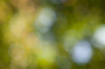defocused abstract natural light background