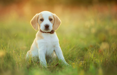 Cute beagle dog puppy © Piotr Krzeslak
