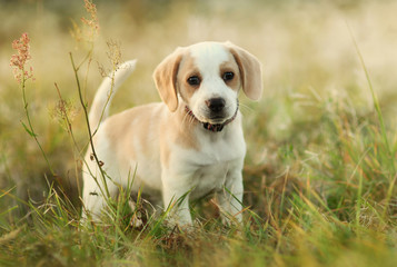 Cute beagle dog puppy