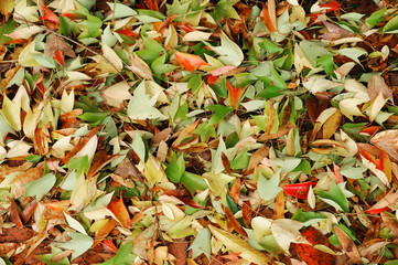 fallen leaves background in autumn