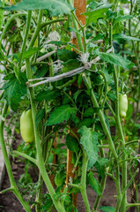 Ripe tomatoes growing on the branches - cultivated in the garden / Ripe natural tomatoes growing on a branch in a greenhouse. Shallow depth of field