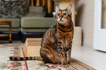 Savannah wild cat walking and hunting in desert