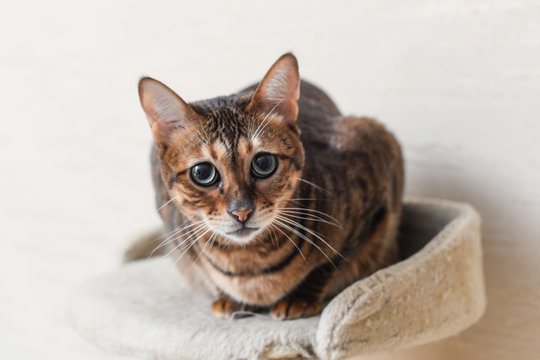 Savannah wild cat walking and hunting in desert