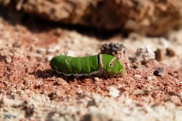 Cute caterpillars on the ground, image soft tone.
