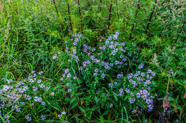 Flowers of blue camomiles in the garden in sunny weather / field flower with grass / lavender field / Colorful meadow /