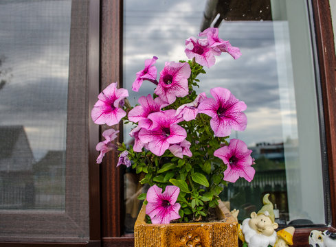 purple petunia flowers in the window in Spring time / large petunias Image full of colourful Petunia hybrida