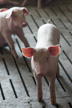 pig at factory