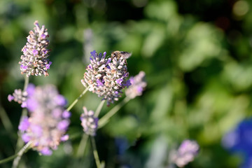 Biene an Lavendel