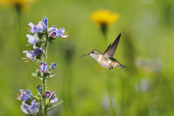 Hummingbird and meadows in late summer