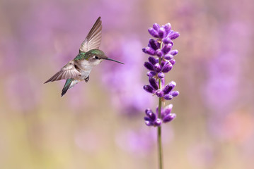 Hummingbird feeding from lavender flowers