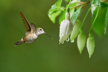 Small colorful Hummingbird with iridescent feathers