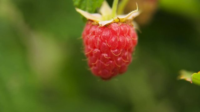 Close up view of a ripe red raspberry fruit in a garden.Ripe raspberry in the garden,macro.