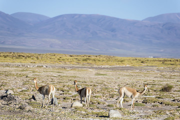 Vicuna in Salinas Grandes in Jujuy, Argentina.