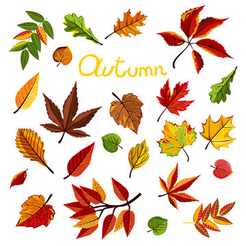 Autumn leaves collection vector illustration. Hand drawn autumn leaves in cartoon style. Design elements.