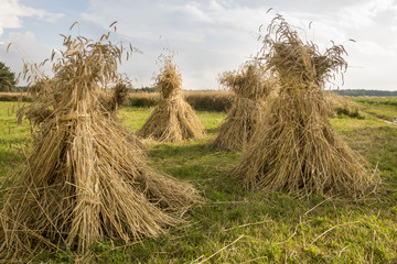 Sheaves of wheat piled in stacks on the field on a sunny day