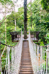 the bridge on high tree look around forest top view