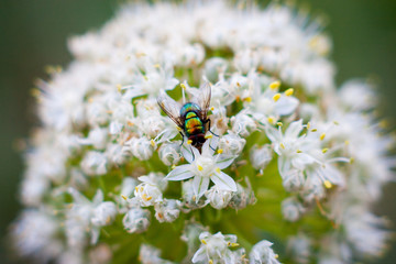 bee collects honey on a white flower. concept of collecting