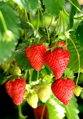 Strawberries-Growing-in-Sunlight