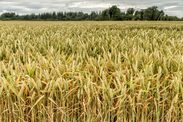 Gold grains in fields