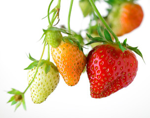 Strawberries-Growing-in-Sunlight