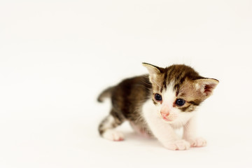 Cute kitty on the white background