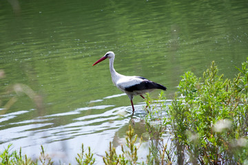 Stork in the water near reeds. concept of Wildlife