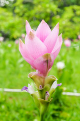 Fototapeta premium single flowers closeup soft focus nature background.