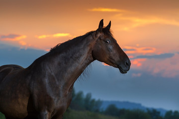 Bay horse portrait against sunset sky