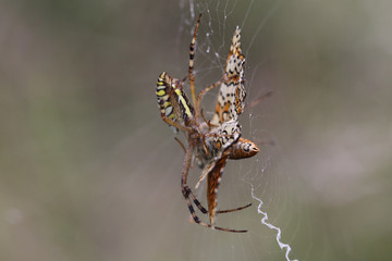 Final .. Big butterfly forced to give his life a yellow-striped spider