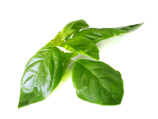 Basil