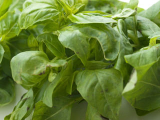 Basil
