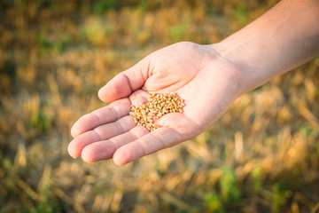 Close up of a man's hand full of wheat grains. Reaped wheat field in the background.